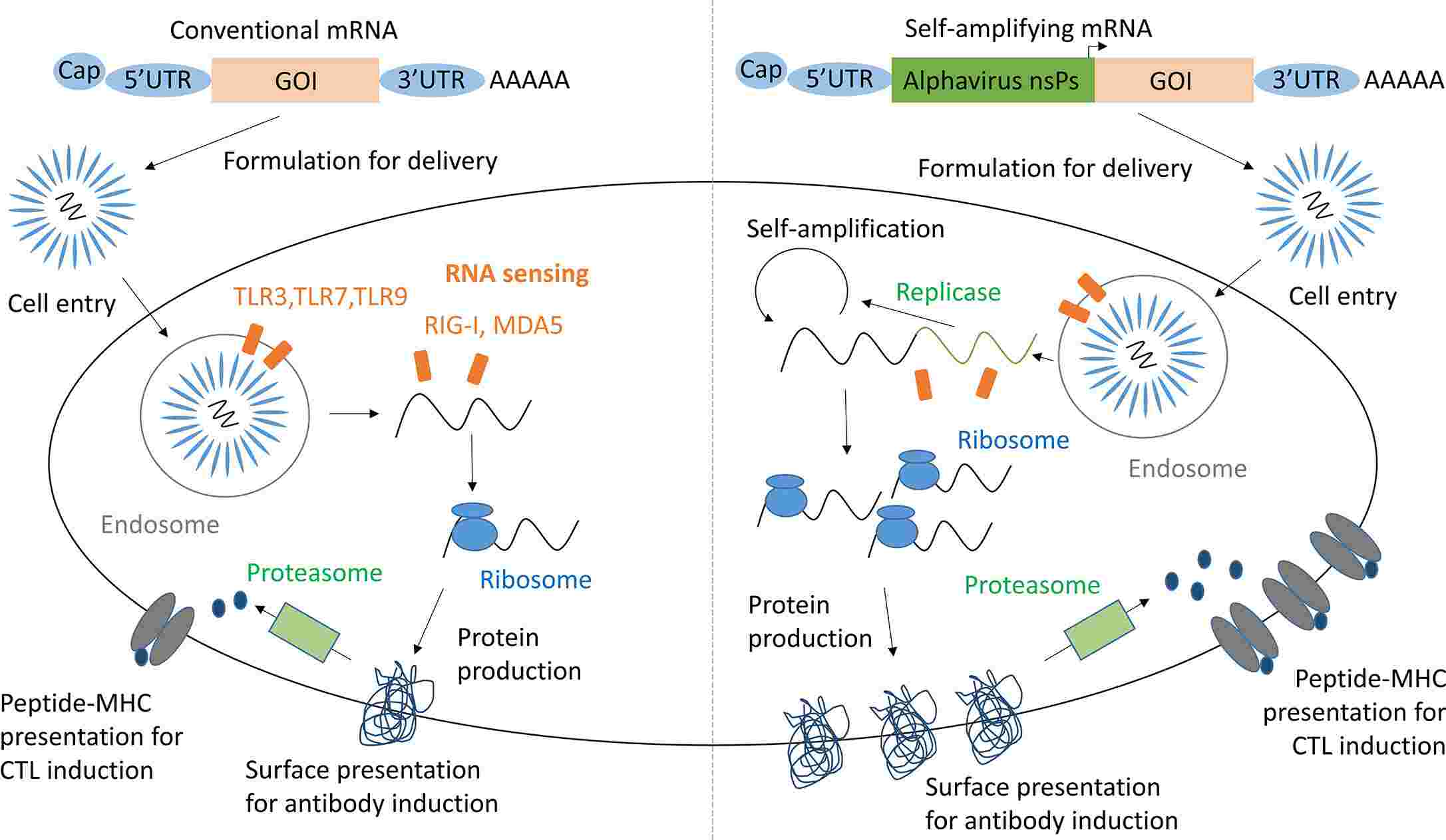 Fig.2 mRNA and saRNA protein production