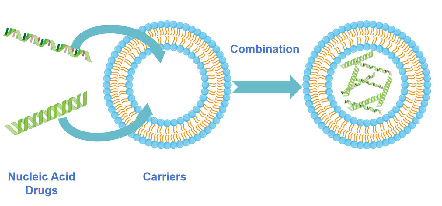 Fig.1 Nucleic acid drug co-delivery solutions