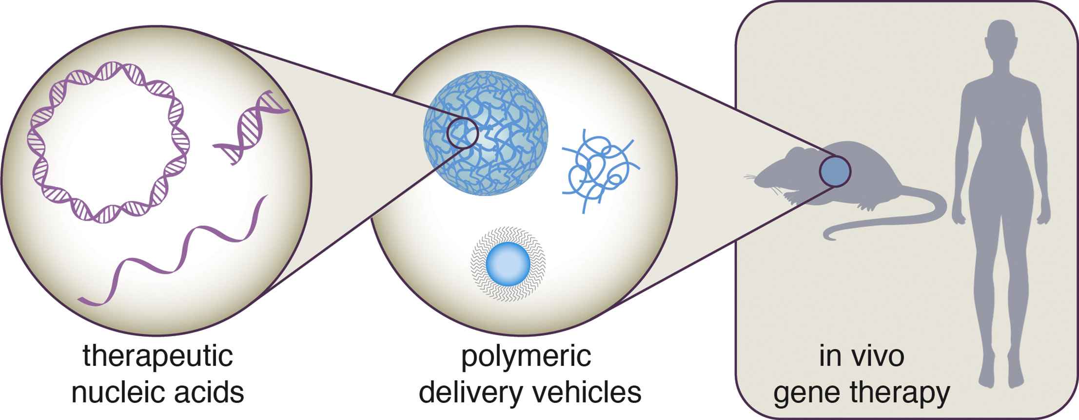 Fig.2 Polymeric vehicles technology for nucleic acid co-delivery