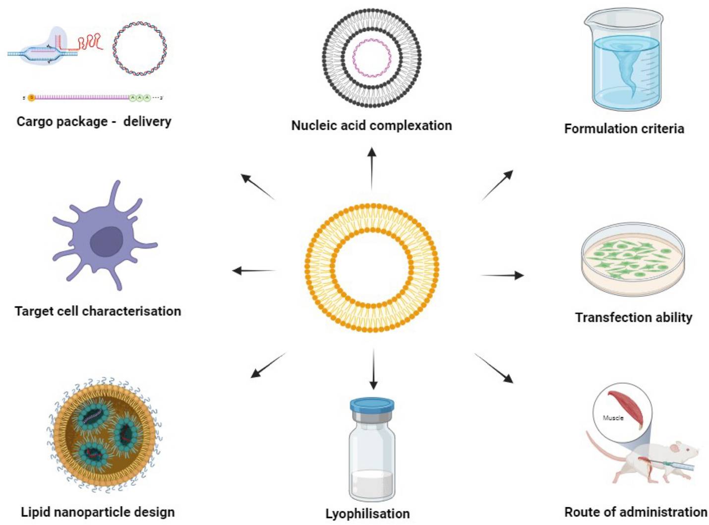 Fig.2 Nucleic acid drugs in lyophilized formulations for drug delivery