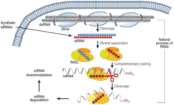 Fig.1 Mechanism of RNA interference