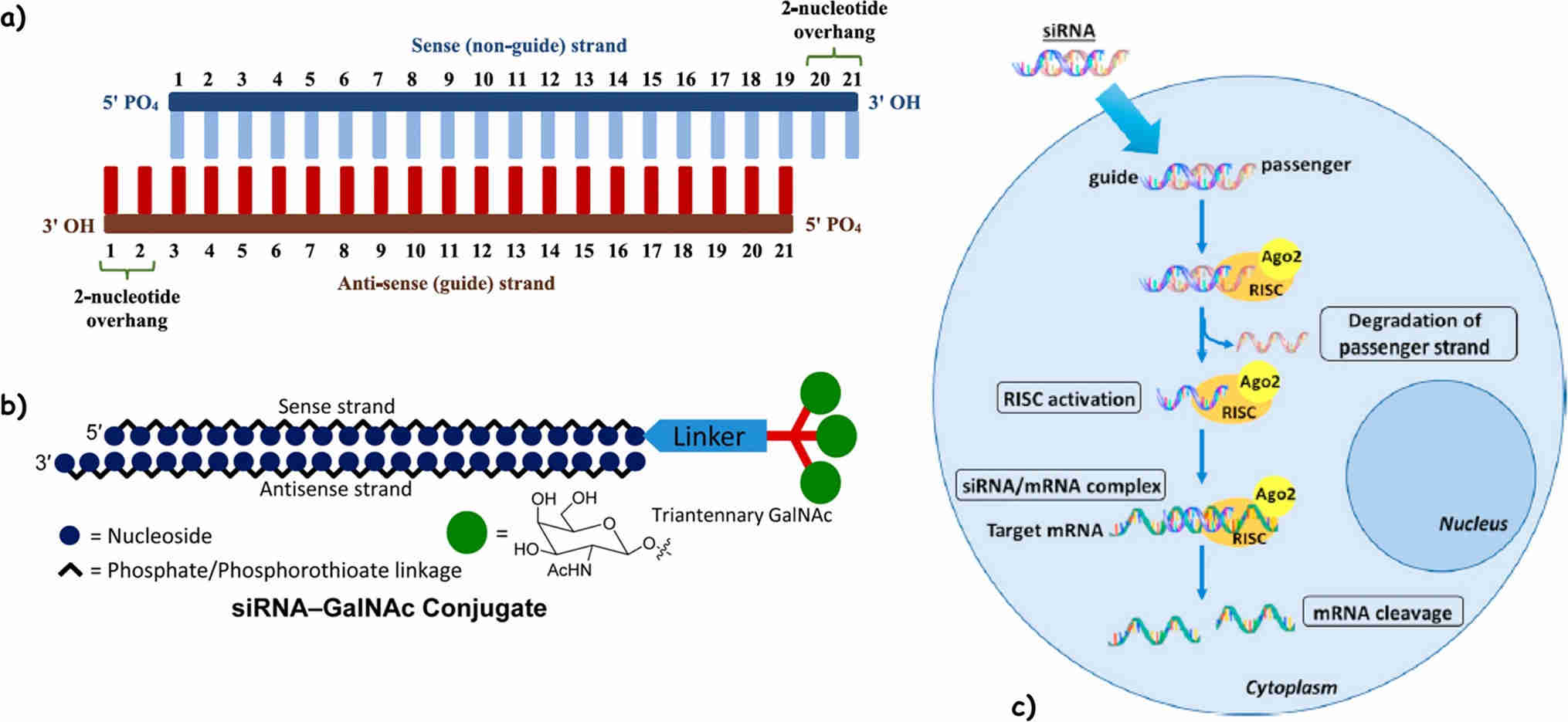 Fig.2 siRNA structure and mechanism