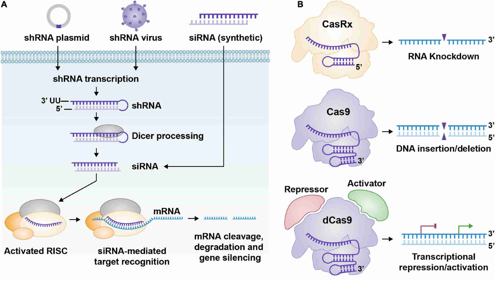 Fig.3 From Delivery to Processing：shRNA and siRNA