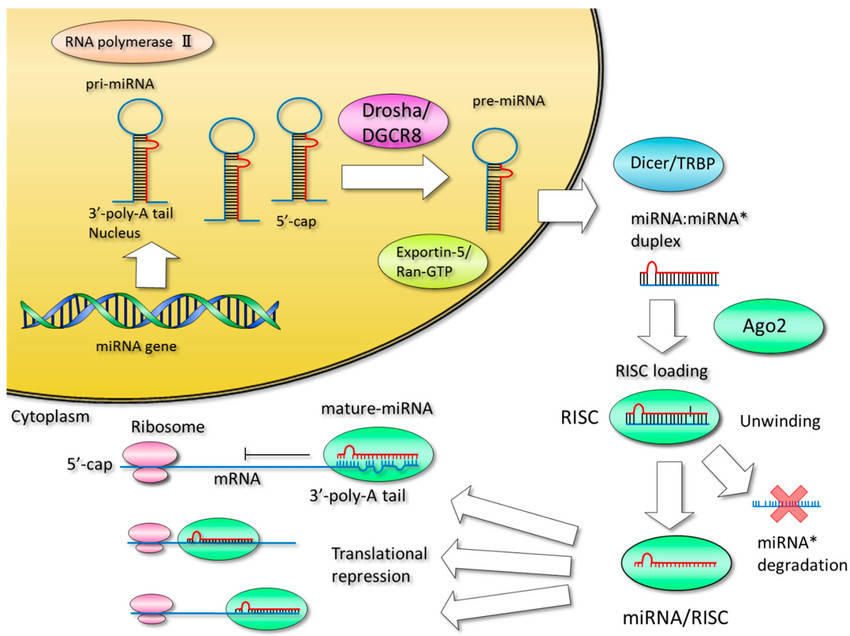 Fig.4 MicroRNA synthesis