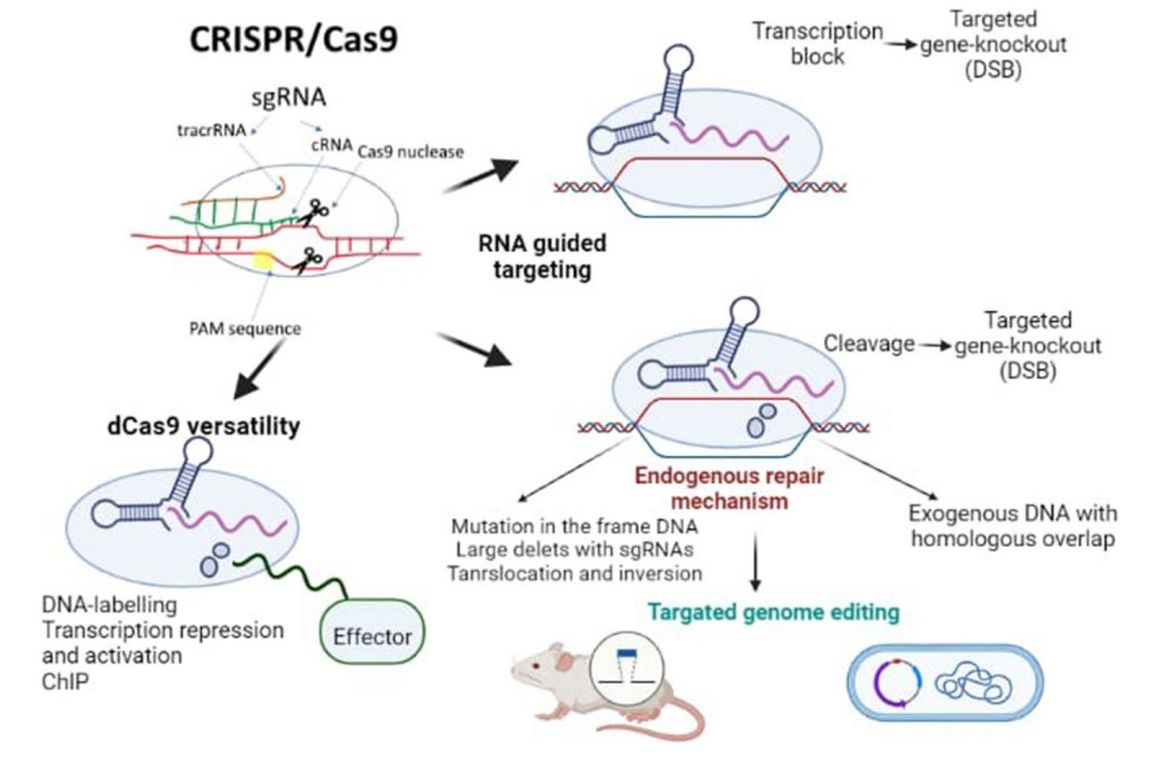 Fig.1 CRISPR-Cas9 mechanism of action