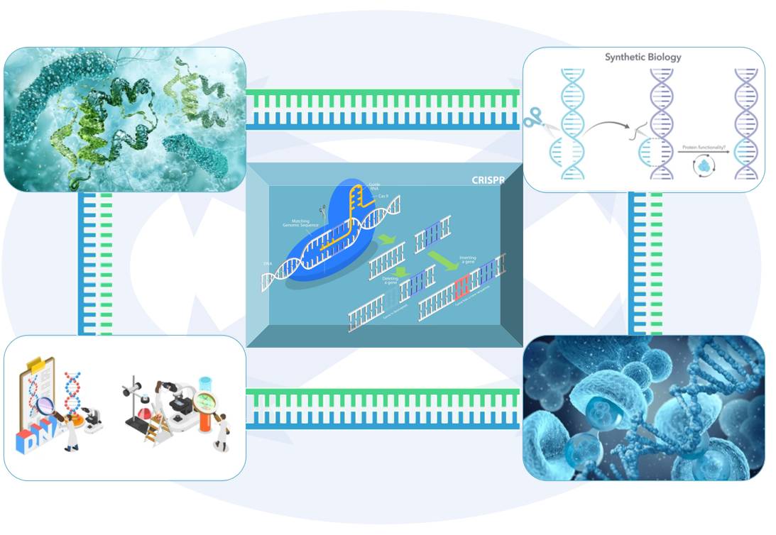 Fig.2 Applications of CRISPR/Cas9