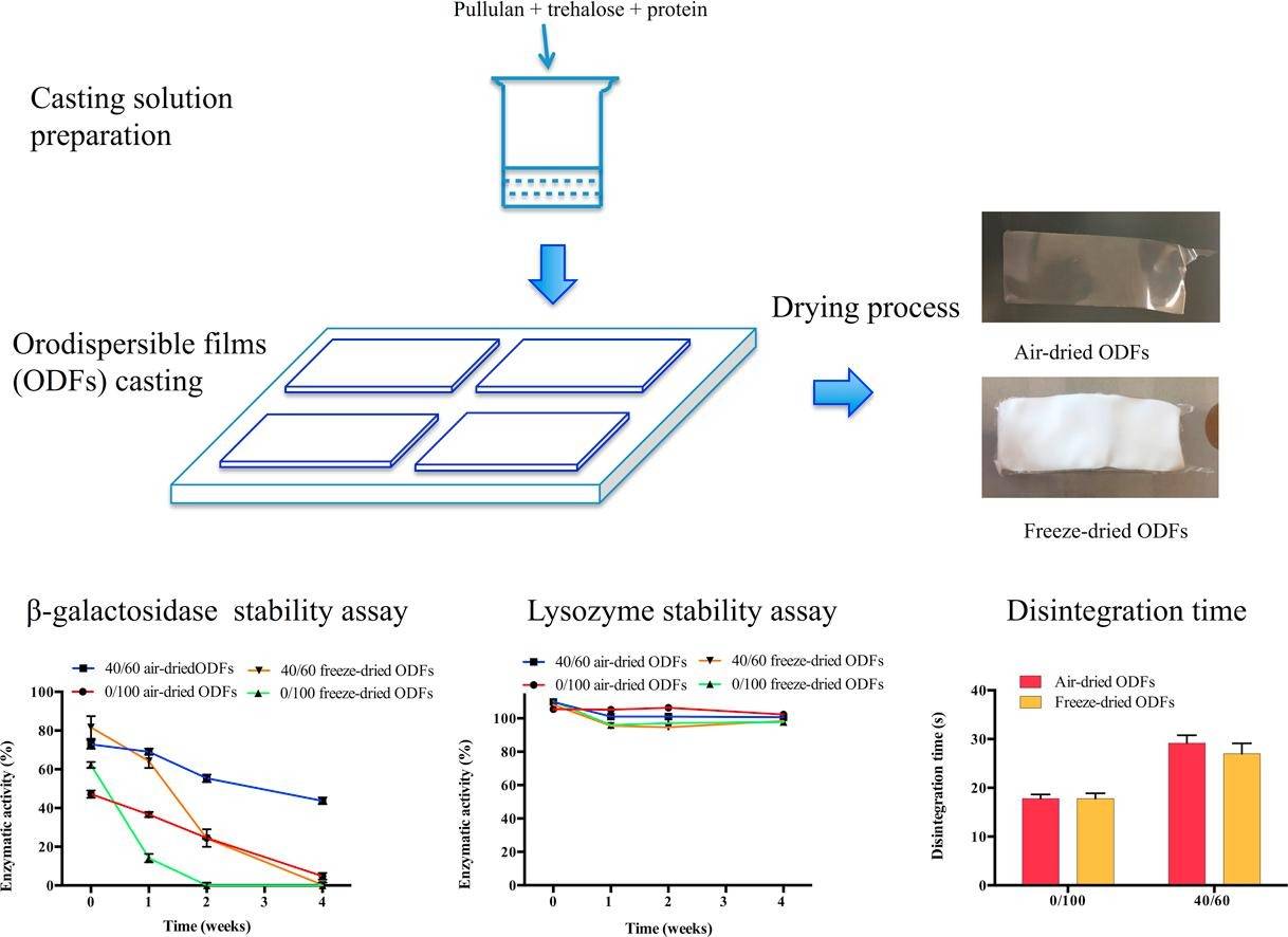 Fig.4 Orodispersible Films Using Trehalose and Pullulan Blends for Protein Delivery.