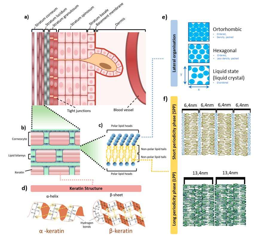 Fig.1 Detailed structure of the skin, including the epidermis, stratum corneum (SC), and arrangement of barrier lipids.