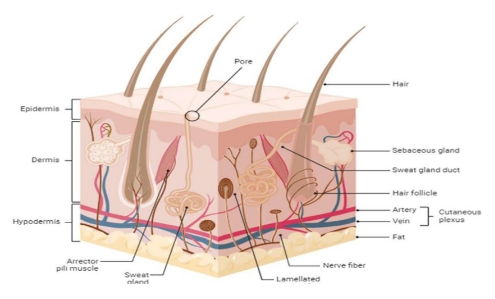 Fig.1 Structure of the skin 