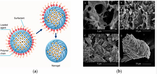 Fig.1 Diagram showing the structure of a nanogel developed through inverse emulsion polymerization, with chitosan-based nanogels loaded with myricetin.