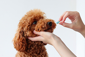 Customization Services for Veterinary Drugs – CD Formulation