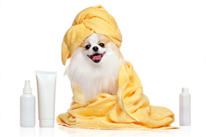 Pet Cleaning and Toiletry Product Customization – CD Formulation