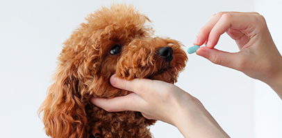 Customization Services for Veterinary Drugs