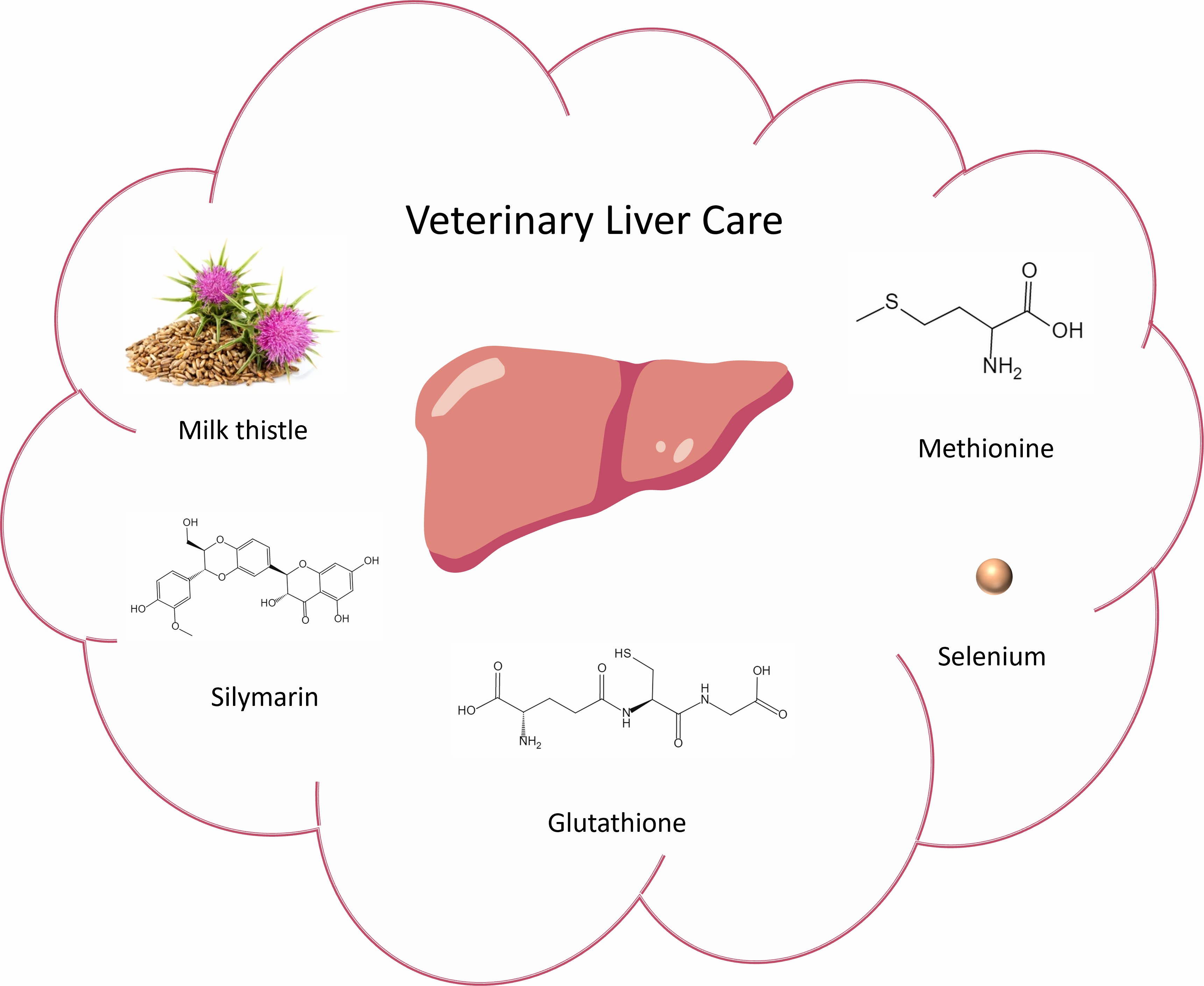 Veterinary Liver Care Ingredients You Can Choose
