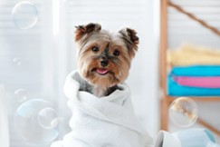Pet Multifunctional Shampoo Customization