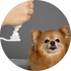 Pet Oral Hygiene Product Customization
