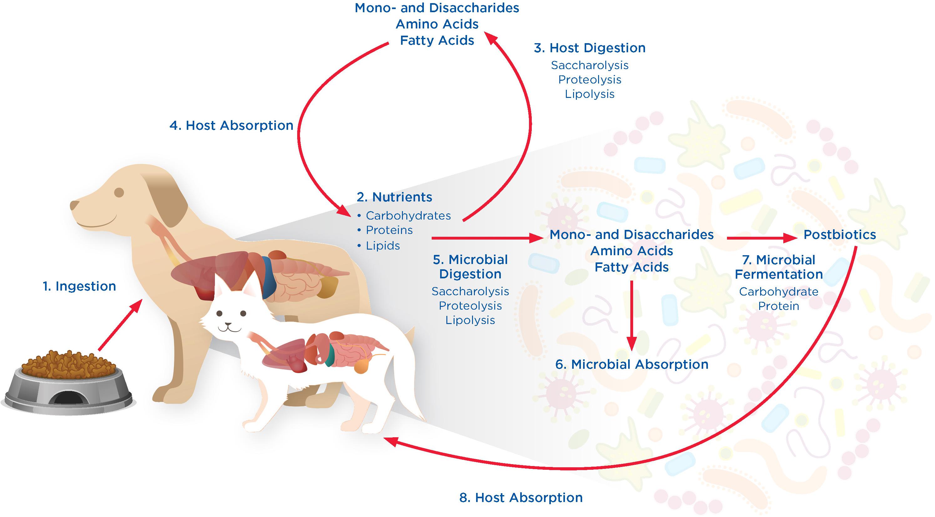Nutrient absorption processes in animals and their gastrointestinal microbiomes