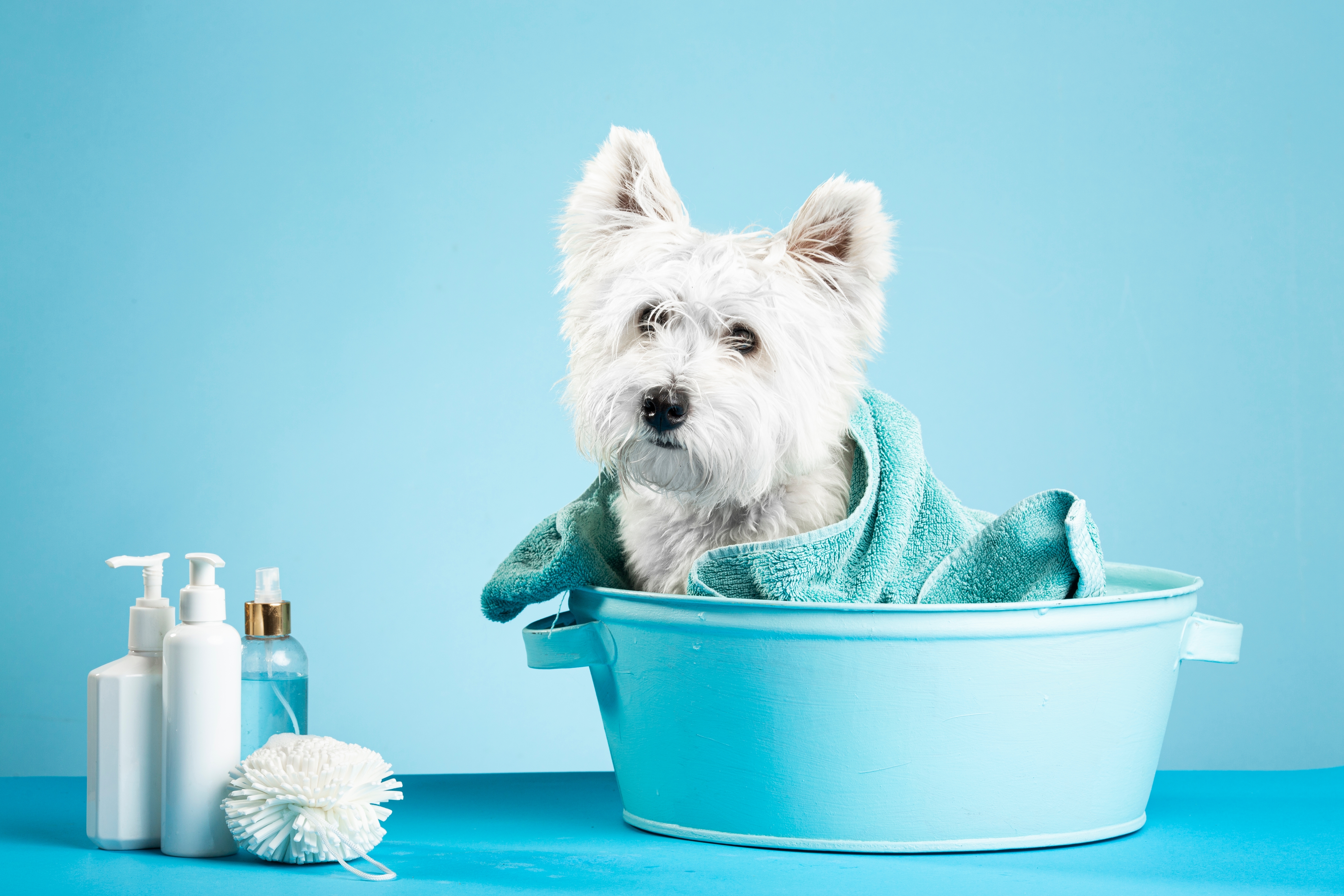 pet-cleaning-toiletry-product-analysis-1