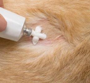 Veterinary Liquid Dosage Forms
